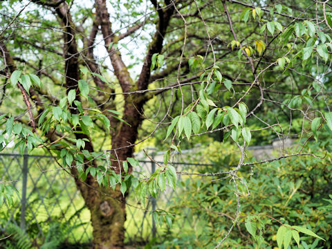 Prunus serrula
