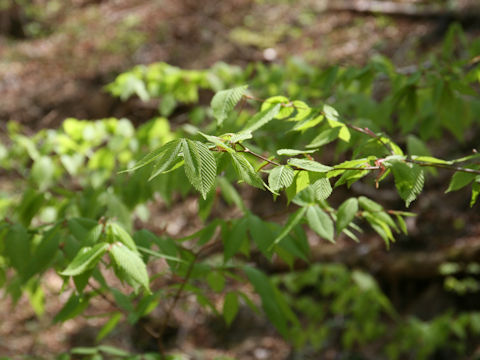Acer carpinifolium