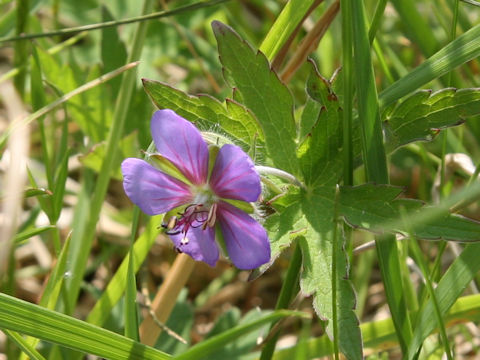 Geranium erianthum