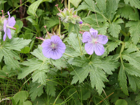 Geranium erianthum