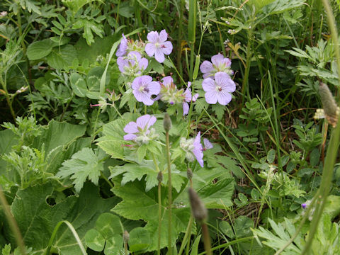 Geranium erianthum
