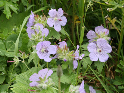 Geranium erianthum