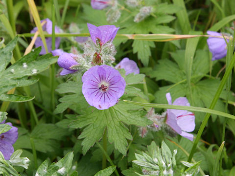 Geranium erianthum