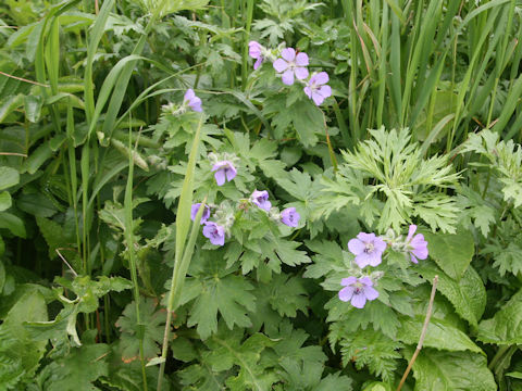 Geranium erianthum