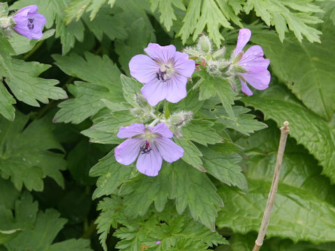 Geranium erianthum