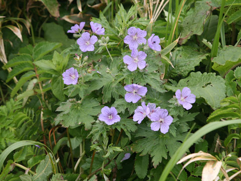 Geranium erianthum