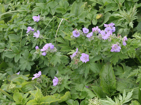 Geranium erianthum
