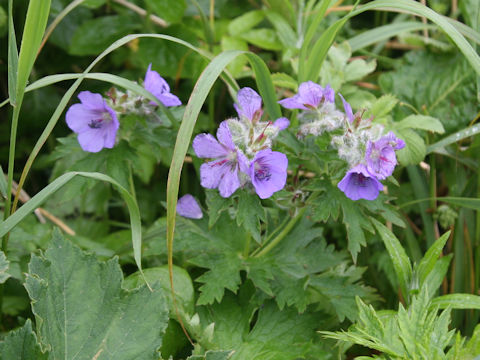 Geranium erianthum