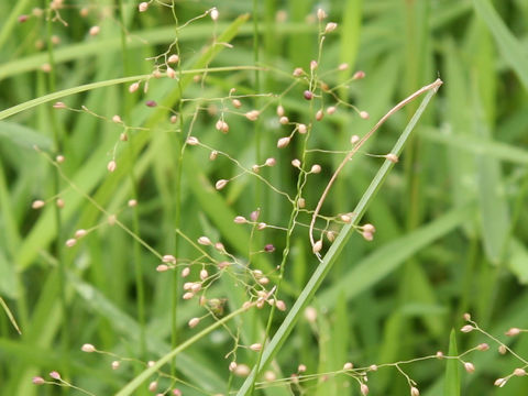 Isachne globosa