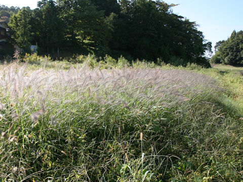 Pennisetum alopecuroides