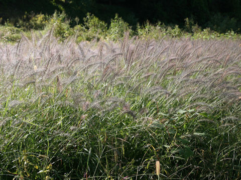 Pennisetum alopecuroides