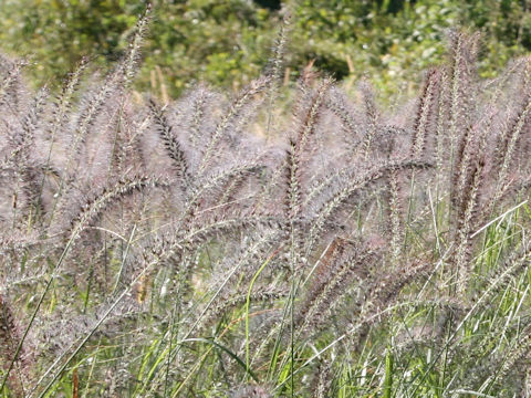 Pennisetum alopecuroides