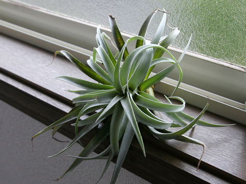 Tillandsia harrisii