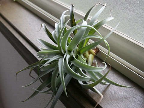 Tillandsia harrisii