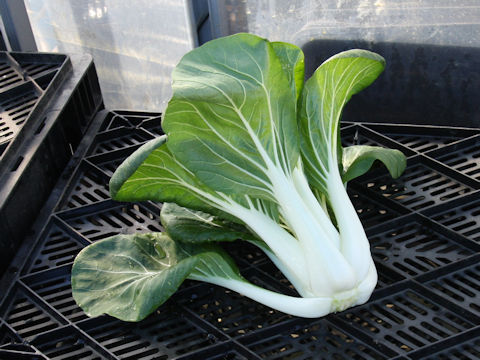 Brassica rapa var. chinensis