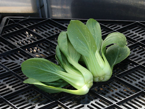 Brassica rapa var. chinensis cv. Xiao-pao