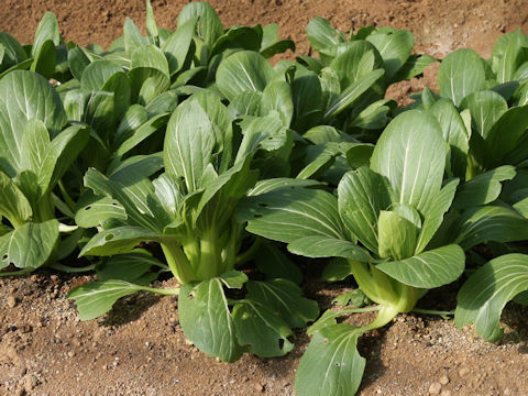 Brassica rapa var. chinensis cv. Cui-lin