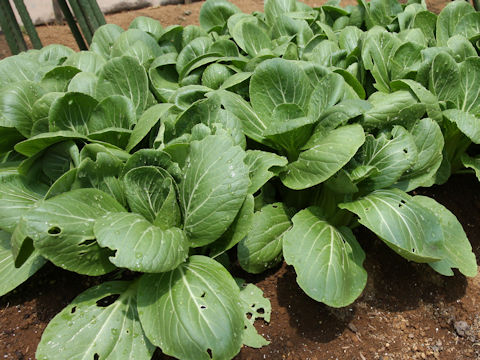 Brassica rapa var. chinensis cv. Shanghai