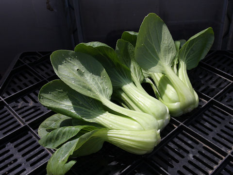 Brassica rapa var. chinensis cv. Shanghai