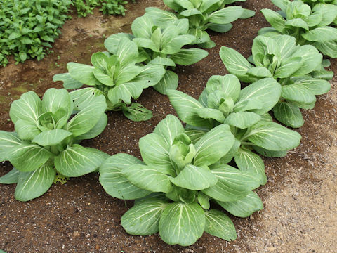 Brassica rapa var. chinensis cv. Hana-shomi