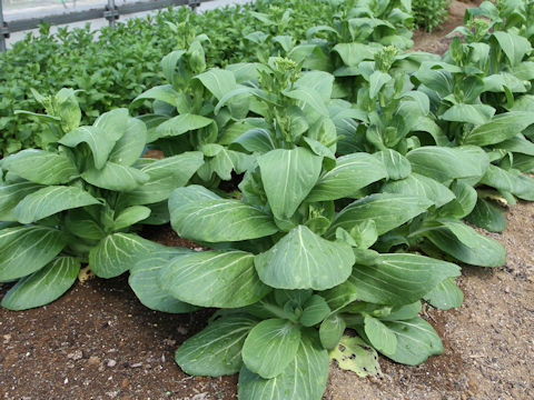 Brassica rapa var. chinensis cv. Hana-shomi