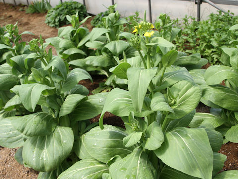 Brassica rapa var. chinensis cv. Hana-shomi