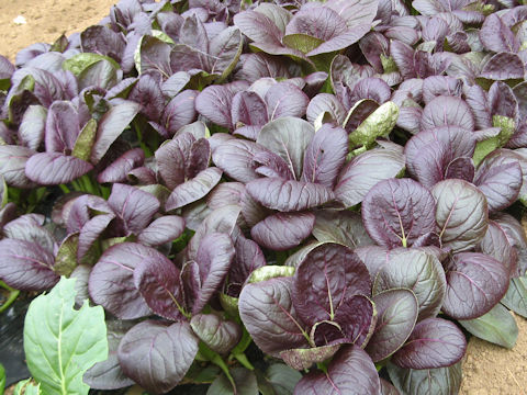 Brassica rapa var. chinensis cv. Red Pak-choi