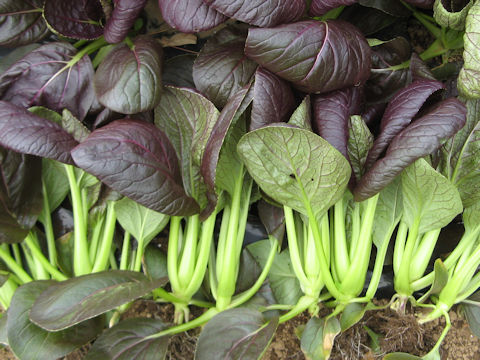 Brassica rapa var. chinensis cv. Red Pak-choi