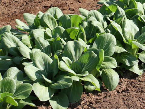 Brassica rapa var. chinensis cv. Senryoku TK