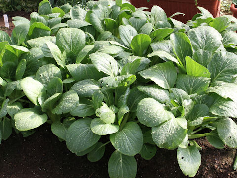 Brassica rapa var. chinensis cv. Haochi-na