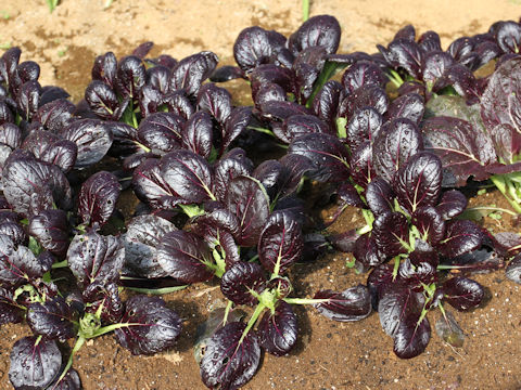 Brassica rapa var. chinensis cv. Red Pak-choi