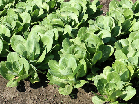 Brassica rapa var. chinensis cv. Korpokkur