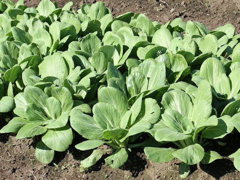 Brassica rapa var. chinensis cv. Natsu-hassen