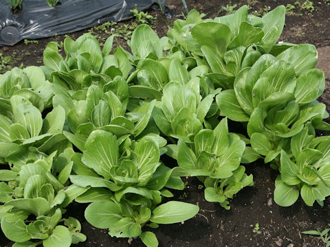 Brassica rapa var. chinensis cv. Fuyu-gozen