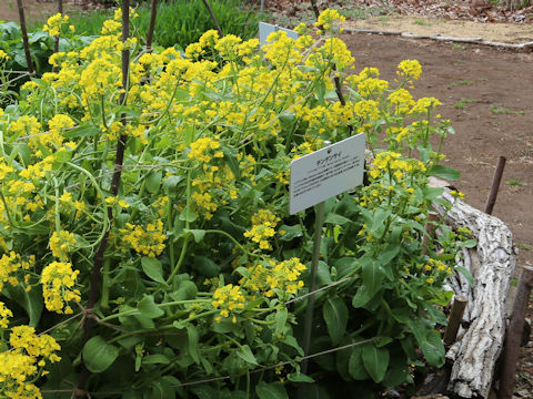 Brassica rapa var. chinensis