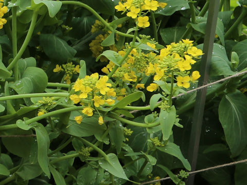 Brassica rapa var. chinensis