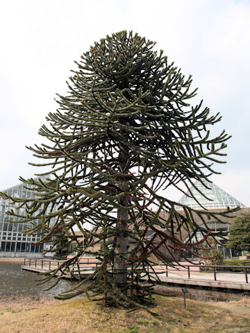 Araucaria araucana