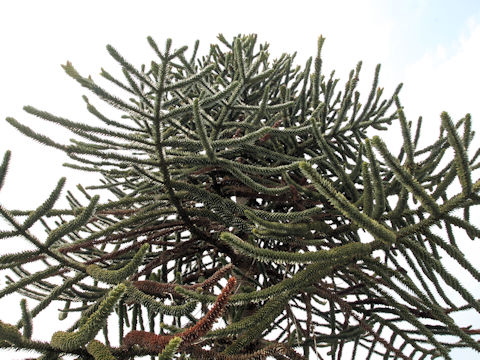 Araucaria araucana