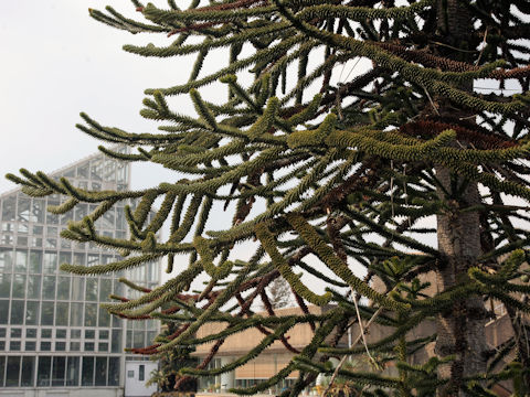 Araucaria araucana