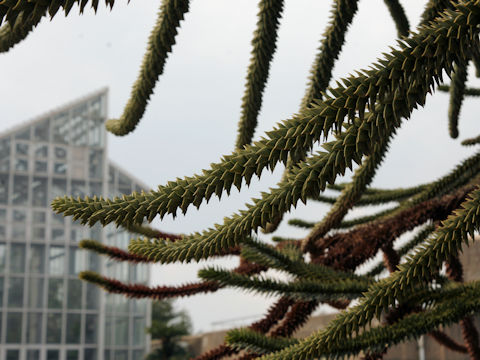 Araucaria araucana