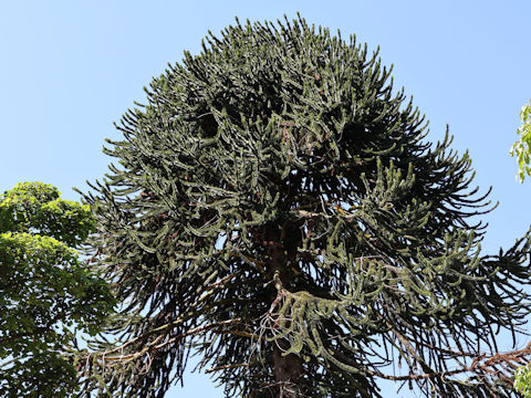Araucaria araucana