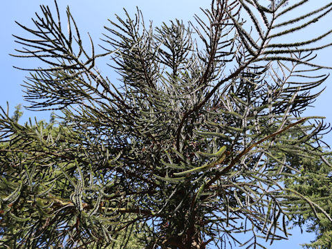 Araucaria araucana