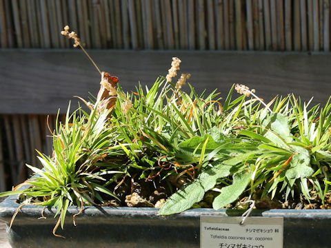Tofieldia coccinea var. coccinea