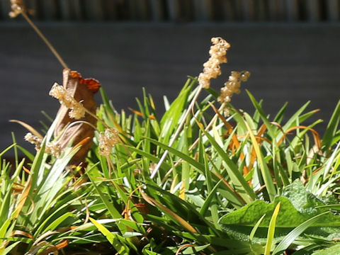 Tofieldia coccinea var. coccinea