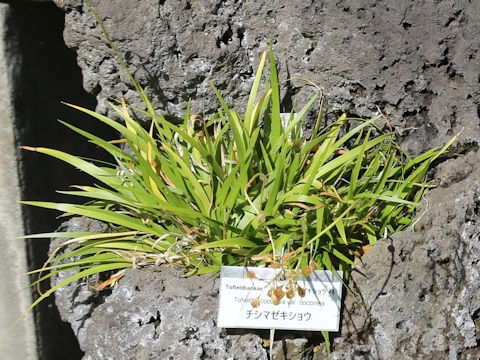 Tofieldia coccinea var. coccinea