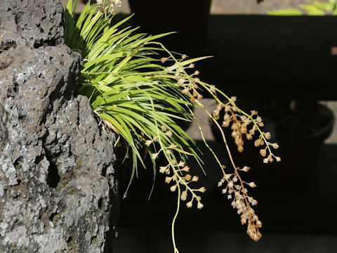 Tofieldia coccinea var. coccinea
