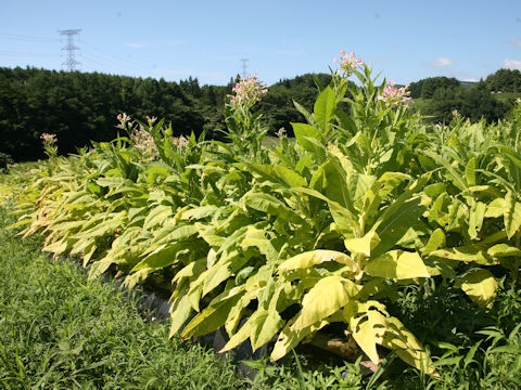 Nicotiana tabacum