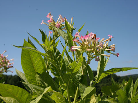 Nicotiana tabacum