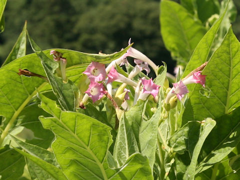 Nicotiana tabacum