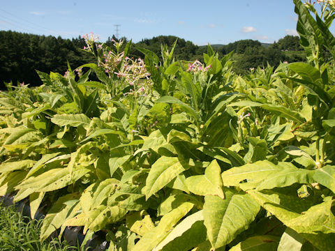 Nicotiana tabacum